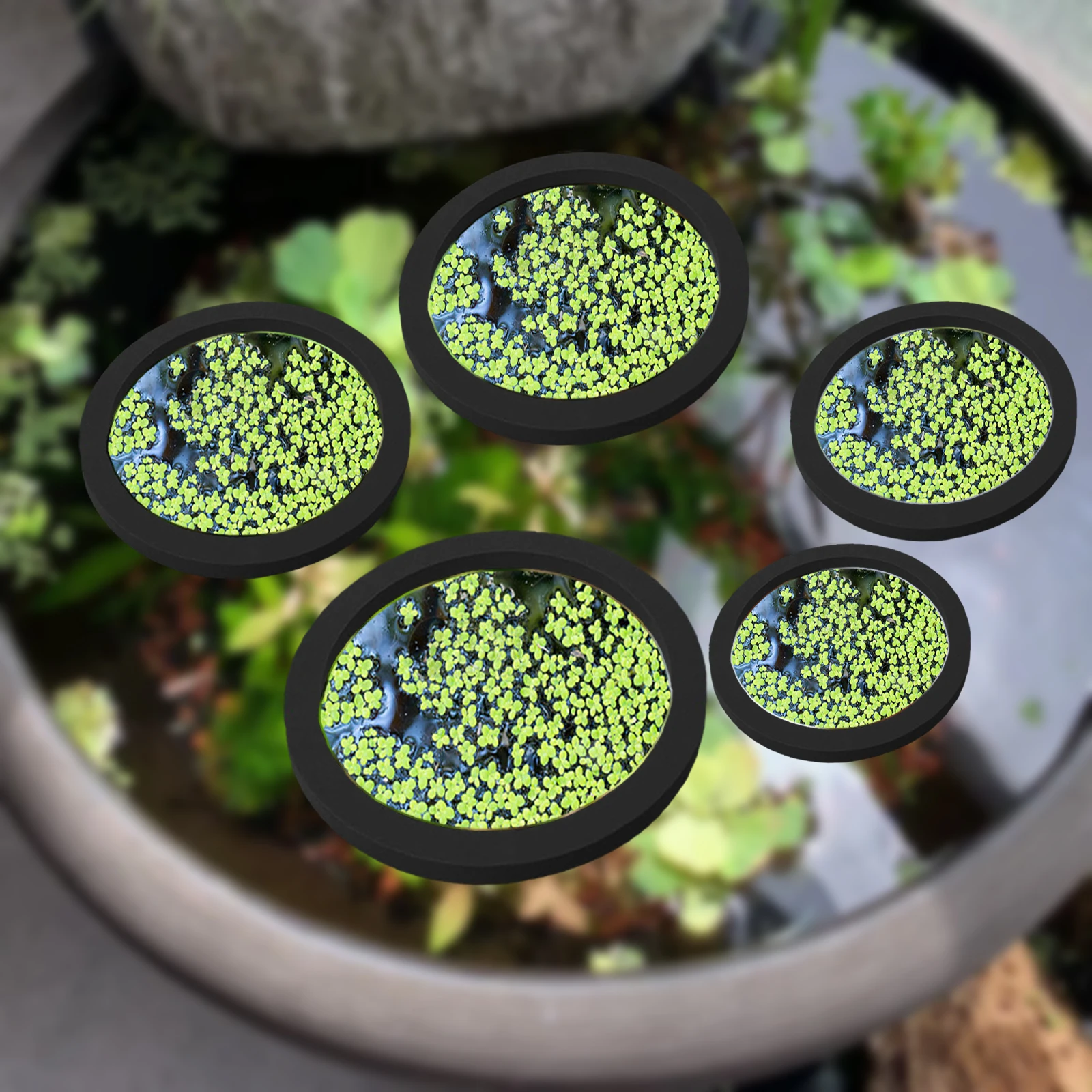 5Pcs EVA Fish Feeding Ring Aqu - đánh giá và giá Aquarium Plants